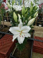 [4477 PO65 08-23-39 Pieter No01.JPG]